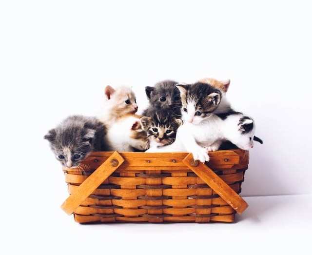 Ilustrasi syarat steril kucing. Sumber: unsplash.com/ The Lucky Neko