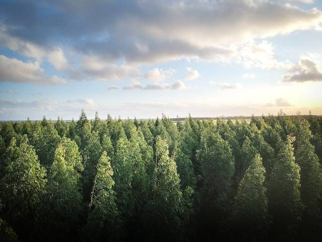 Hutan Pinus Rahong. Foto hanya ilustrasi. Sumber foto: Unsplash/Thiago Japyassu