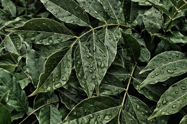 Ilustrasi Nama Alat Pernapasan pada Tumbuhan. Sumber: Unsplash.com/Jaimie Phillips