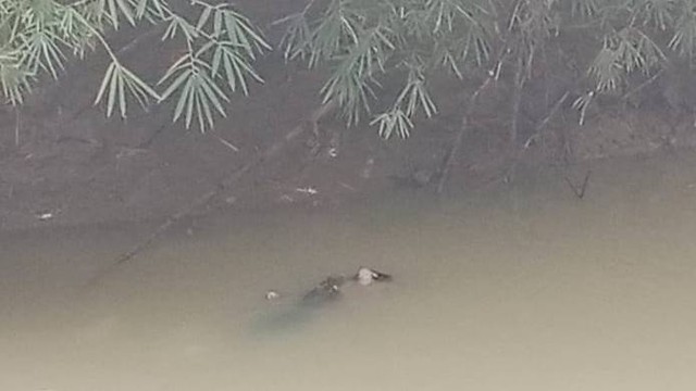 Buaya sepanjang 3 meter menerkam warga dan membawanya ke dasar sungai di Sungai Cilemer, Kecamatan Patia, Kabupaten Pandeglang pada Minggu (16/7/2023). Foto: Dok. Istimewa