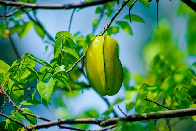 Jenis belimbing dan manfaatnya bagi tubuh, photo by Md Aslam Hossain on Pexels