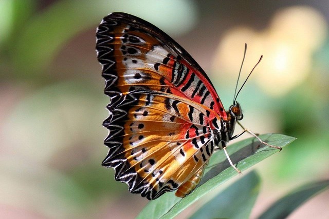 Ilustrasi jenis kupu-kupu. Sumber: Pixabay/Jason