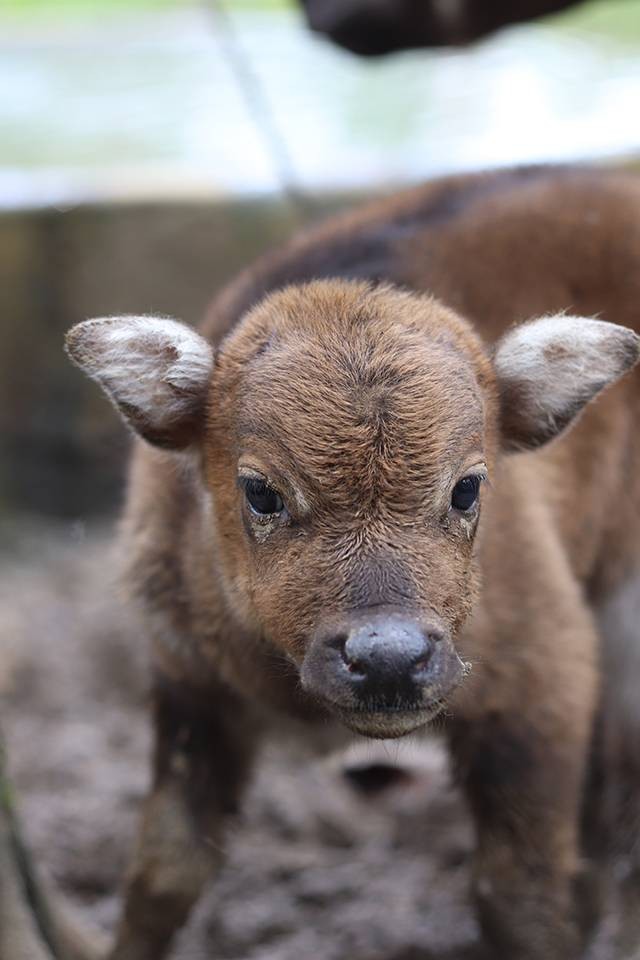 Bayi Anoa generasi kedua pertama yang lahir di Anoa Breeding Centre Manado.