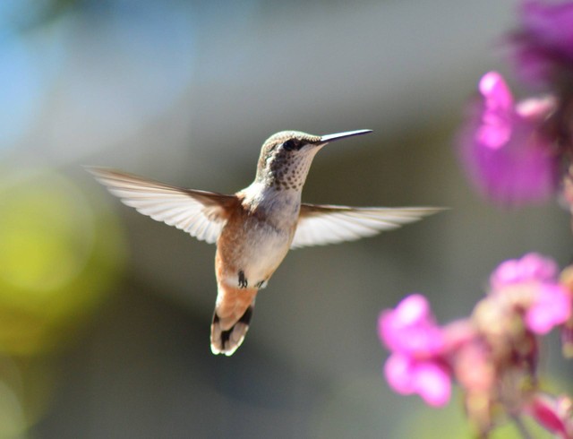 Ilustrasi Ornithology adalah, Sumber: Unsplash/Bryan Hanson