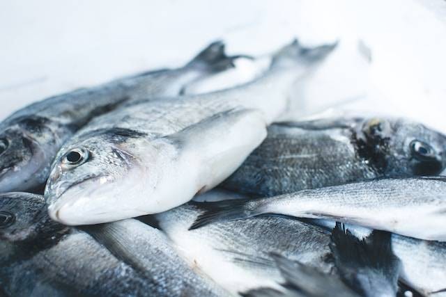 Ilustrasi Umpan Ikan Bandeng. Foto: dok. Unsplash/Jakub Kapusnak