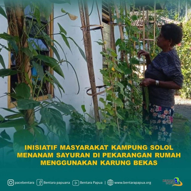 foto ibu asala kampung solo, distrik salawati barat, kabupateng raja ampat, memanen kacang di pekarangan rumah. foto : instagram.com/@pacebentara