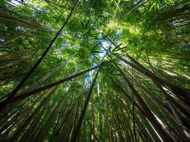 Tanaman Bambu (Foto: pexels.com)