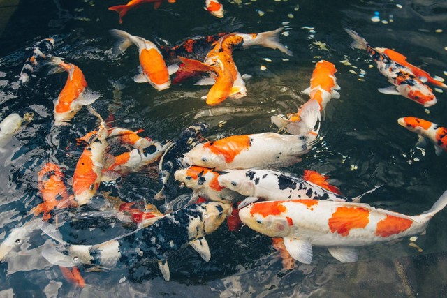 Ilustrasi cara mengganti air kolam ikan koi. Sumber foto: Unsplash