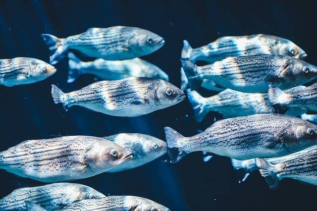 Ciri-ciri ikan sebagai makhluk hidup. Sumber: Pixabay/ Pexels