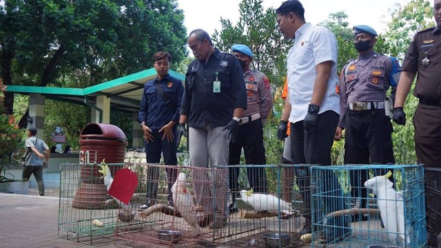 Sejumlah burung paruh bengkok yang diperjualbelikan secara ilegal disita oleh Polresta Yogyakarta. Foto: Widi RH Pradana/Pandangan Jogja