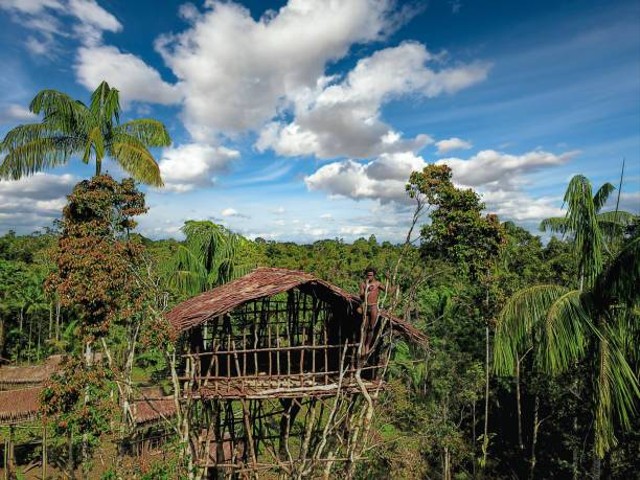 rumah pohon korowai di pembukaan hutan west papua indonesia. foto: istockphoto.com/guenterguni