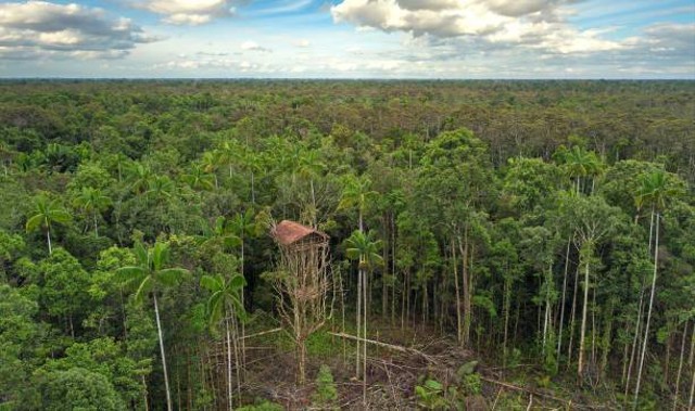 rumah pohon korowai di pembukaan hutan papua barat-indonesia. foto: istockphoto.com/guenterguni