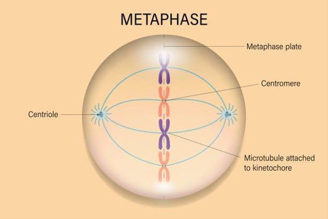 Ilustrasi ciri-ciri metafase. Foto: iStock