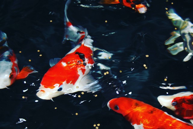 Ilustrasi Cara Mengobati Ikan Koi Sakit. Sumber: Unsplash