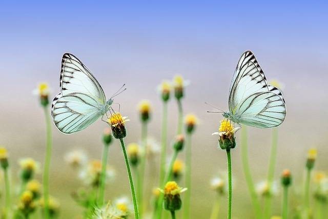 Ilustrasi penyerbukan adalah. Sumber: www.pixabay.com