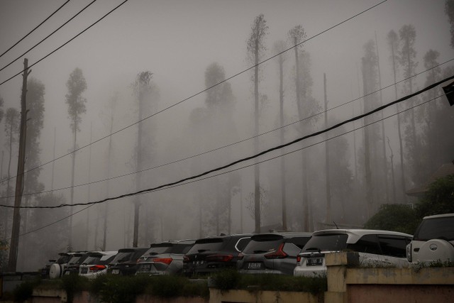 Kabut menyelimuti pohon dekat parkiran mobil pengunjung konser musik Jazz Gunung Bromo di Amfiteater Terbuka Bromo, Probolinggo. Foto: Jamal Ramadhan/kumparan