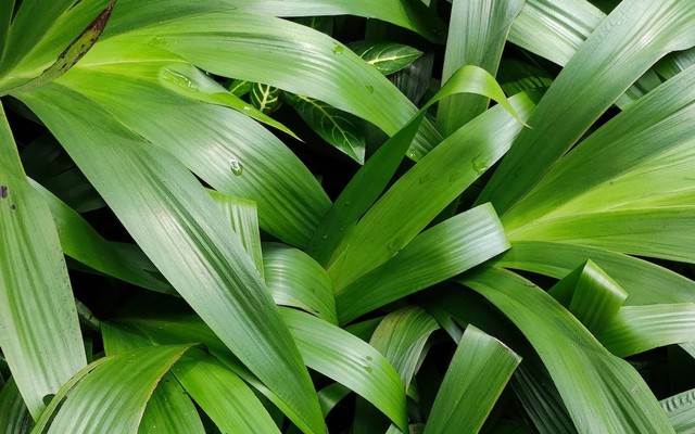 Ilustrasi Manfaat Daun Pandan untuk Kesehatan. Sumber: Pexels/Andre