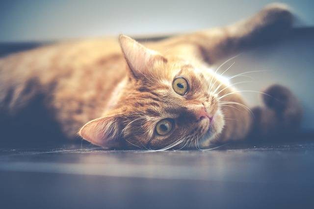 Ilustrasi ciri-ciri kucing betina birahi. Foto: Pixabay