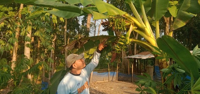 Pohon pisang berlin di Jombang berbuah tiga tandan. Dok istimewa