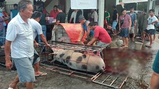 Suasana penjualan hewan babi di Minahasa.