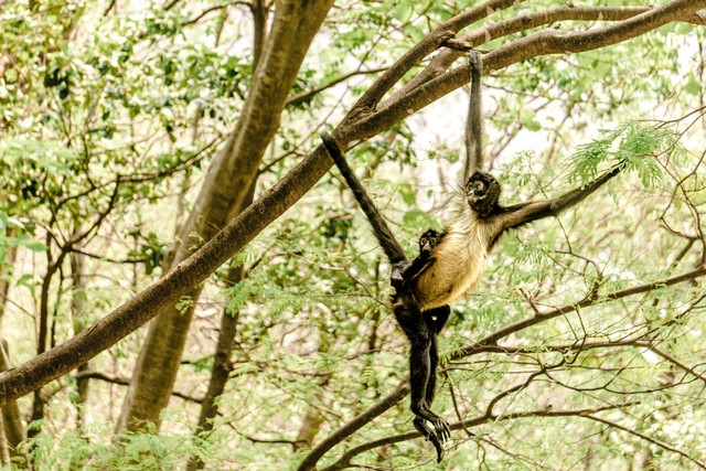 Ilustrasi Pengertian Makhluk Hidup. Foto: Pexels.