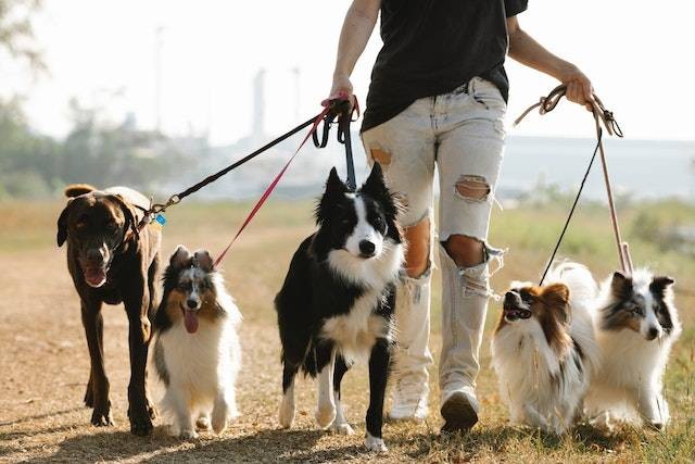 Ilustrasi mengapa seekor anjing setelah berlarian akan menjulurkan lidahnya, sumber foto: pexels.com/Blue Bird