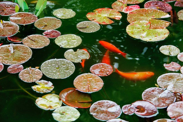 Ilustrasi cara menaikkan pH air kolam ikan. Sumber foto: Unsplash