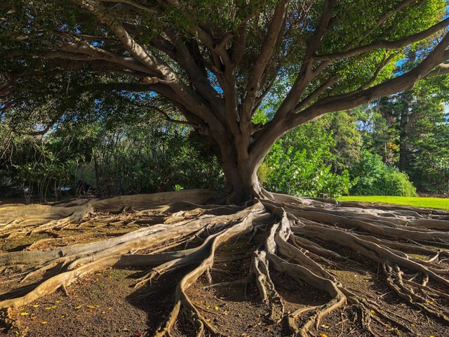 Jelaskan Perbedaan Organisme Autotrof dan Heterotrof, Sumber: Unsplash/Emma Gossett