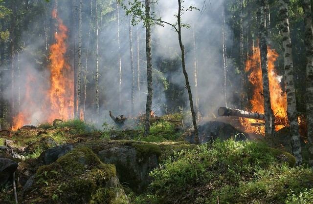 Ilustrasi cara menanggulangi kebakaran hutan - Sumber: pixabay.com/ylvers