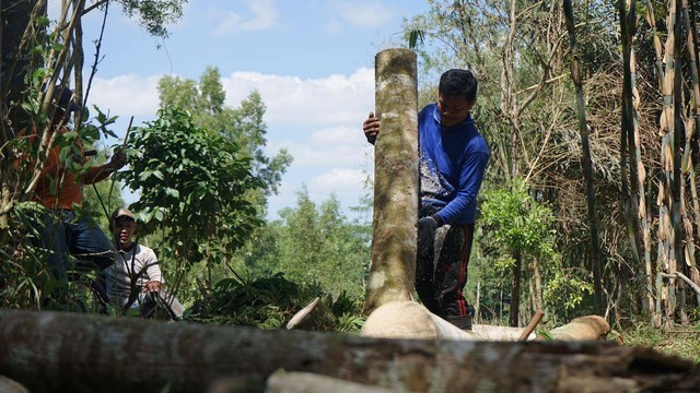 Salah seorang warga tengah mengangkat kayu sengon yang dipanen dini di calon lokasi TPA Sementara di Dusun Karanggeng, Kalurahan Umbulharjo, Cangkringan, Sleman, Rabu (26/7). Foto: Arif UT