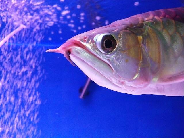 Ilustrasi Cara agar Ikan Channa Cepat Keluar Warna. Foto: dok. Unsplash/Muhammad Erril