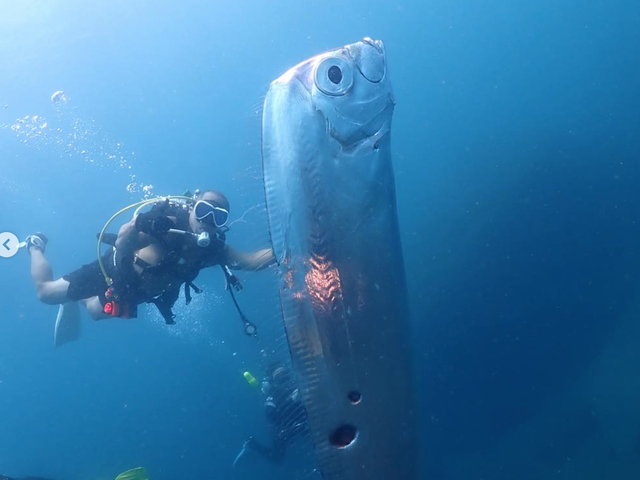 Kemunculan oarfish atau ikan kiamat di lepas pantai Taipei, Taiwan, berhasil direkam instruktur menyelam Wang Cheng-Ru pada Juni 2023. Foto: Wang Cheng-Ru/Instagram