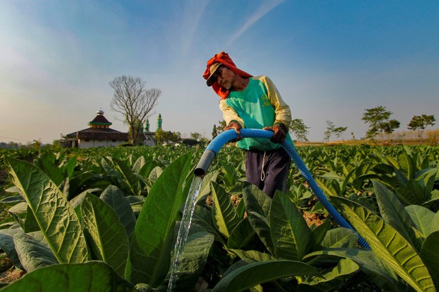 Petani menyiram tanaman tembakau di lahan miliknya, Kedungadem, Bojonegoro, Jawa Timur, Kamis (27/7/2023). Foto: Muhammad Mada/Antara Foto