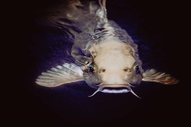 ilustrasi ikan lele (Unsplash)