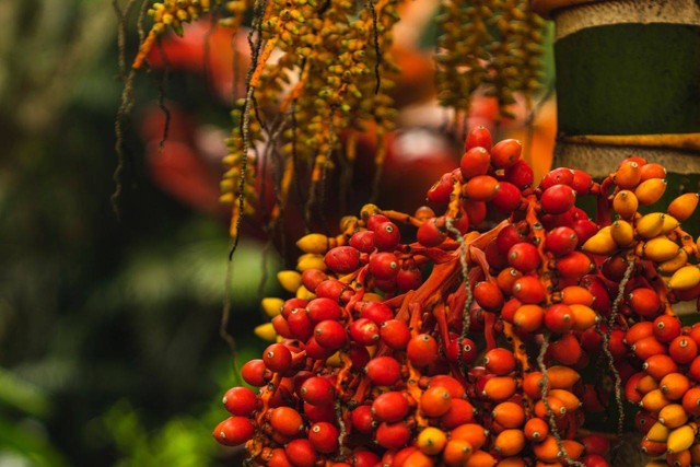 Ilustrasi manfaat buah palem. Foto: Pexels