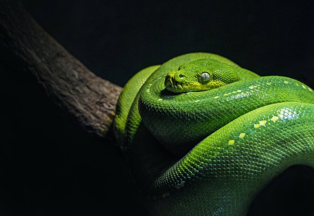 Ilustrasi Hewan reptil adalah. Sumber: Unsplash/David Clode