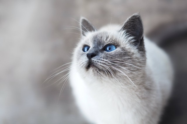 Cara Mengeluarkan Ingus Kucing, foto Unsplash/Mikhail Vasilyev. 