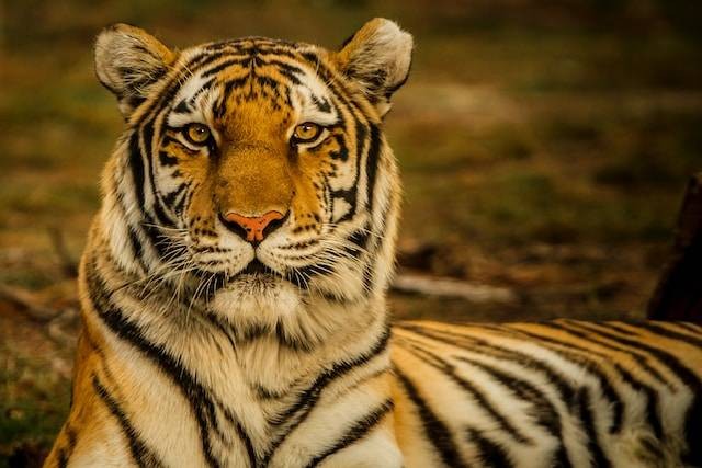 Ilustrasi ucapan Hari Harimau Sedunia 2023. Sumber: Unsplash/Blake Meyer