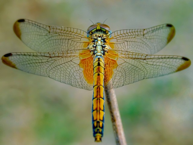 Cara Capung Berkembang Biak. Foto: Unsplash/kalai venthan gopal.