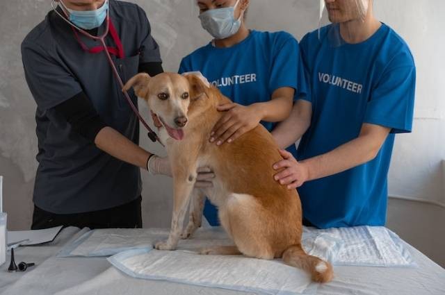 Ilustrasi distemper pada anjing, sumber foto: Mikhail Nilov by pexels.com