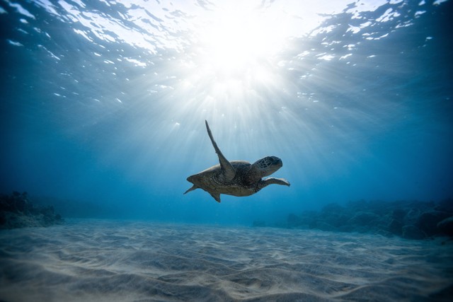 Ilustrasi: Karakteristik Samudra Pasifik. Sumber: Jeremy Bishop/Pexels.com