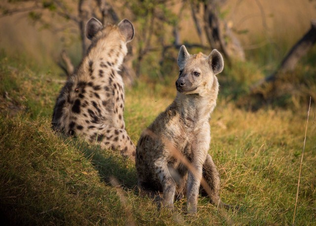 Ilustrasi hyena. Foto: Pexels