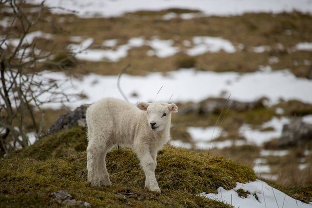 9 Ciri-Ciri Bioma Tundra Yang Perlu Diketahui | Kumparan.com