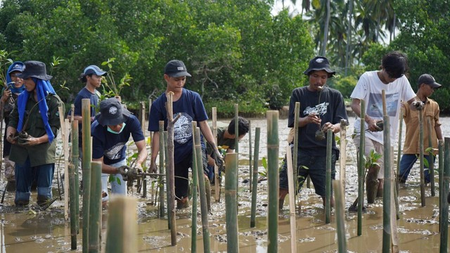 PT IMIP melakukan penanaman 3.796 bibit mangrove di Morowali. Foto: Istimewa