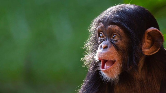 Simpanse Tersenyum. Foto: Patrick Rolands/Shutterstock