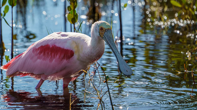 Burung langka spoonbill mawar.  Foto: Shutterstock