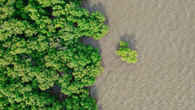Ilustrasi hutan mangrove. Foto: Unspalsh