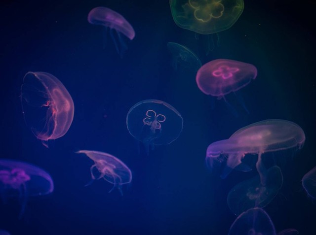 Arti Bioluminescence. Foto: Pexels