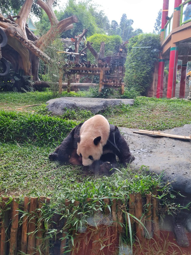 Cai Tao, giant panda di Taman Safari Bogor. Foto: Andari Novianti/kumparan