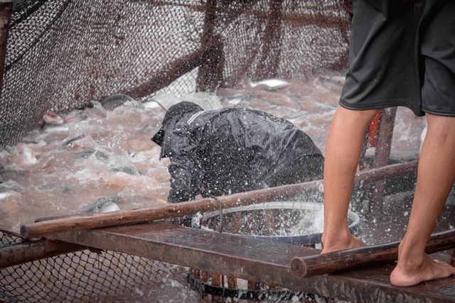 Ilustrasi memancing ikan patin. Sumber foto: Unsplash